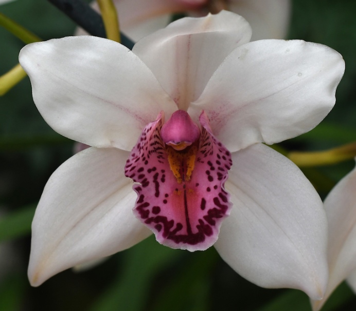 Orchid Show - Cymbidium hybrid_Cleo Sherman x Rincon Clarisse